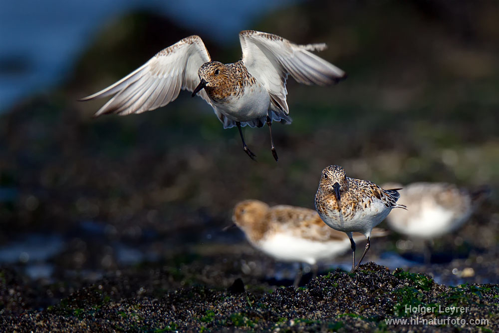 Calidris_alba_0380.jpg