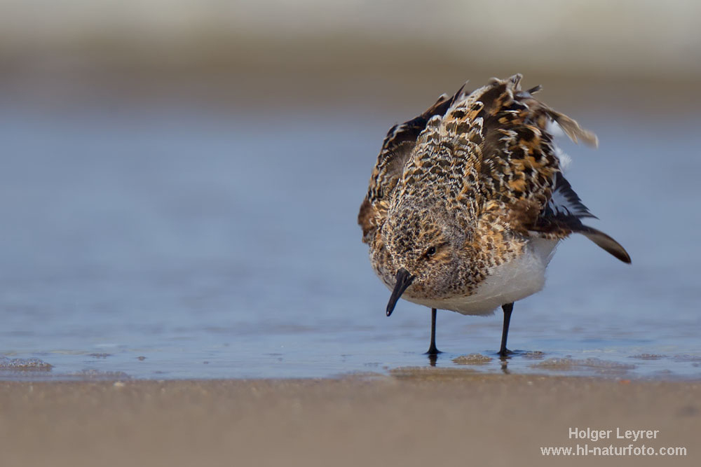 Calidris_alba_0492.jpg