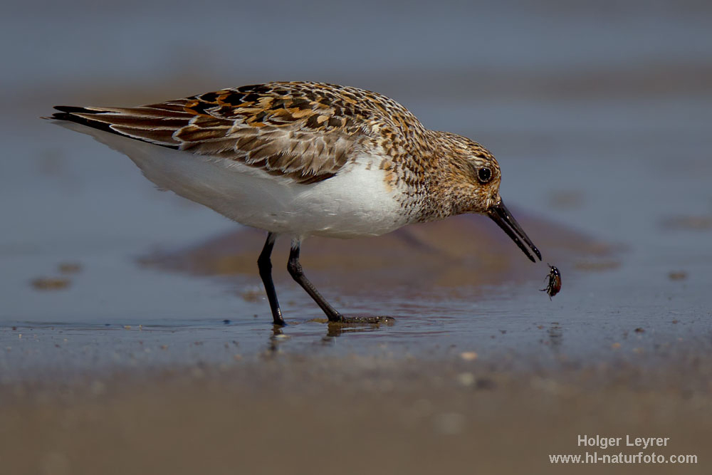 Calidris_alba_0500.jpg