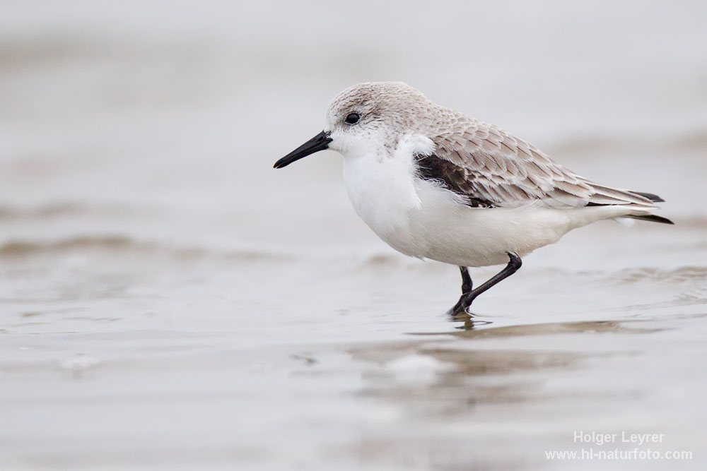 Calidris_alba_0507.jpg