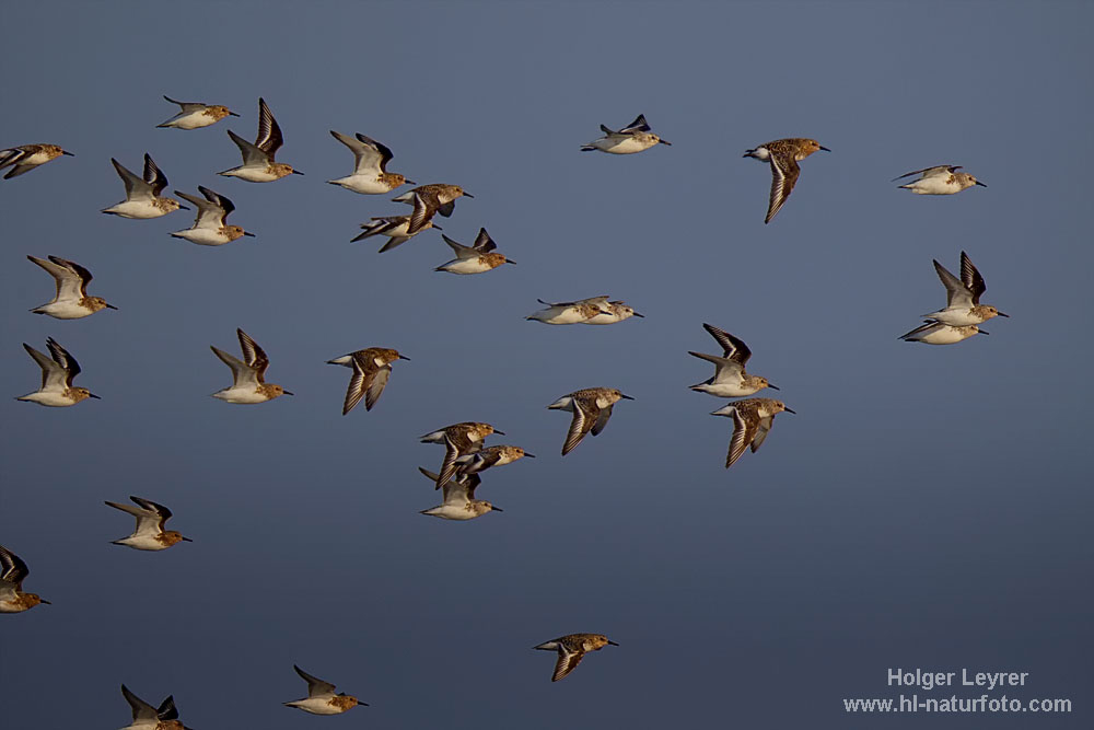 Calidris_alba_0523.jpg