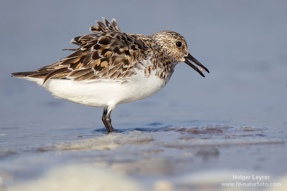 Calidris_alba_0794.jpg