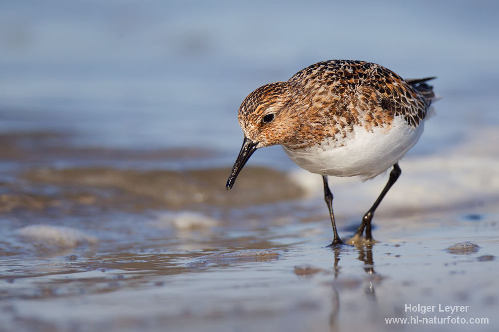 Calidris_alba_1185.jpg