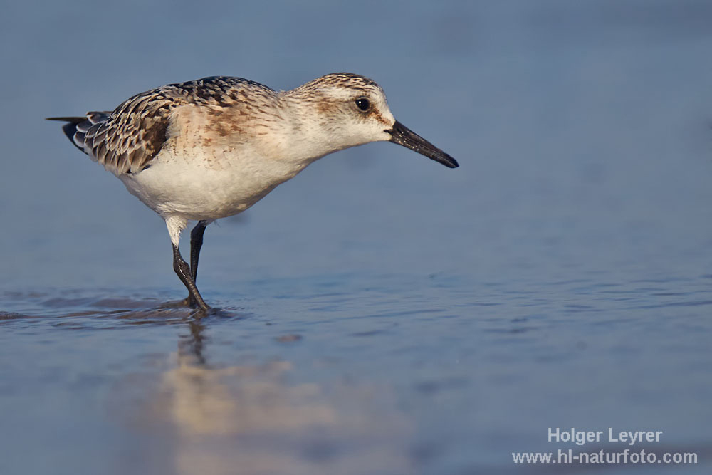 Calidris_alba_1398.jpg