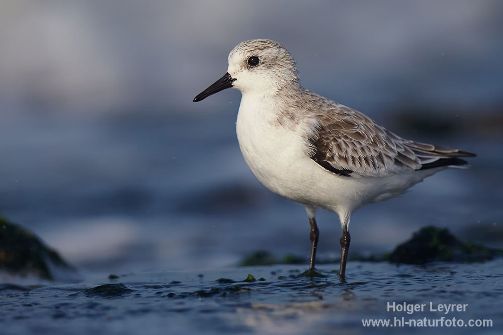 Calidris_alba_1426.jpg