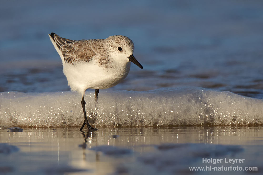 Calidris_alba_1435.jpg