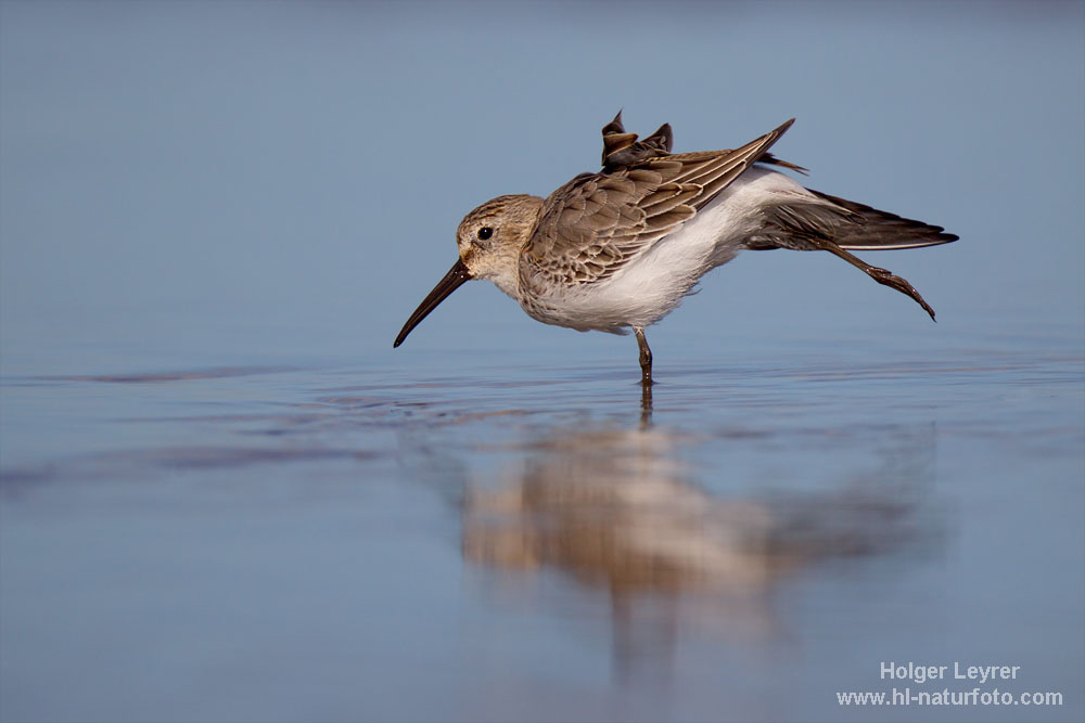 Calidris_alpina_0316.jpg