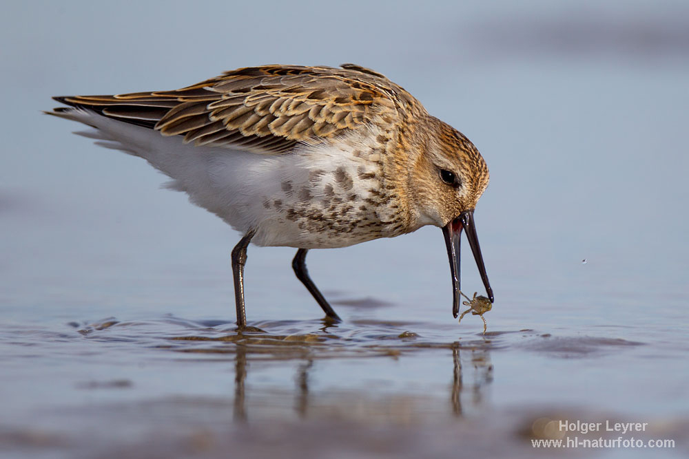 Calidris_alpina_0383.jpg