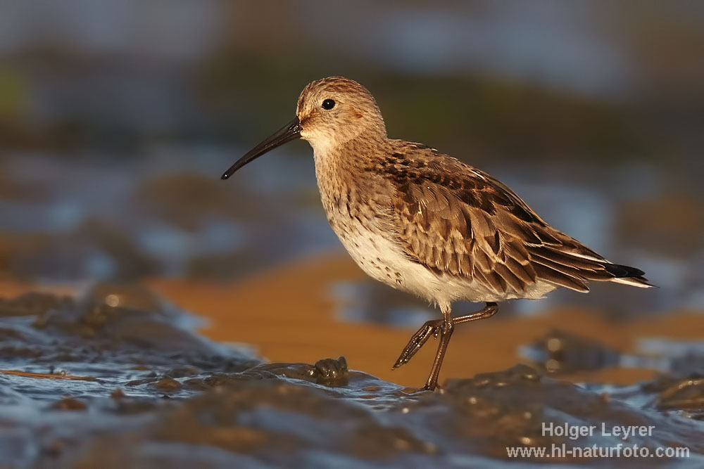 Calidris_alpina_0437.jpg