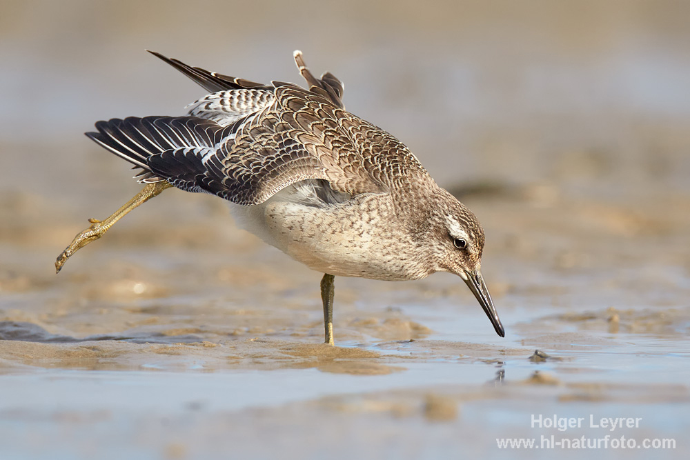 Calidris_canutus_0220.jpg