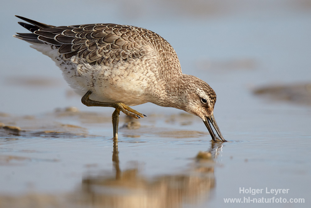 Calidris_canutus_0241.jpg