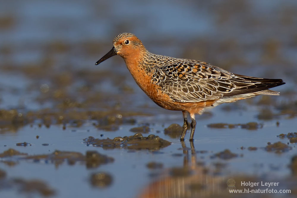 Calidris_canutus_0253.jpg