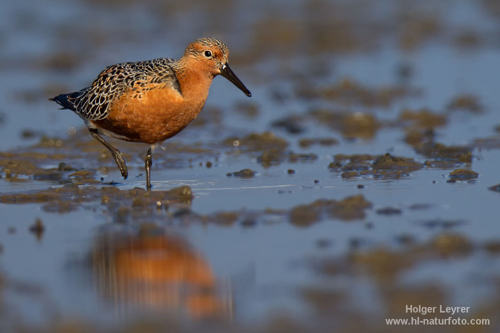 Calidris_canutus_0254.jpg