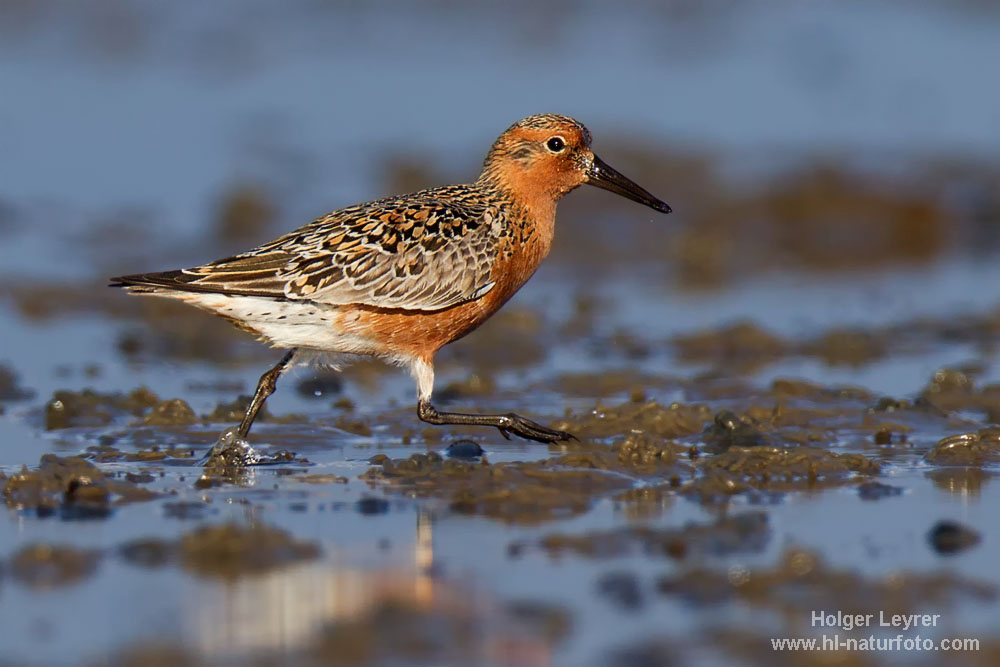 Calidris_canutus_0311.jpg