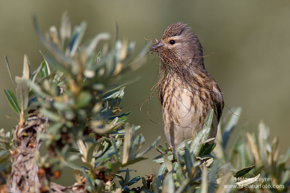 Carduelis_cannabina_0004.jpg