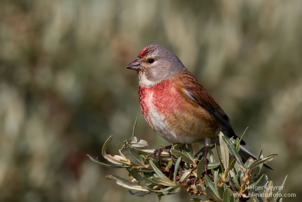 Carduelis_cannabina_0007.jpg