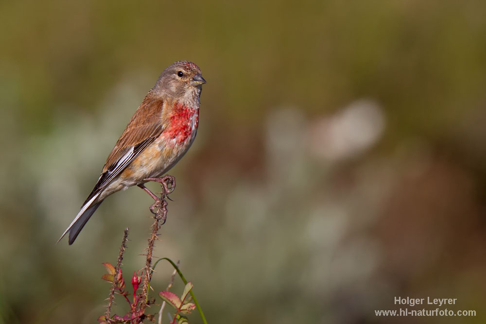 Carduelis_cannabina_0012.jpg