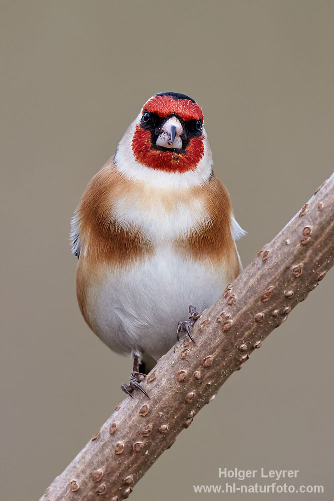 Carduelis_carduelis_0006.jpg