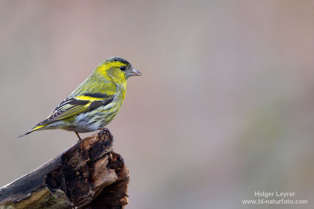 Carduelis_spinus_0018.jpg