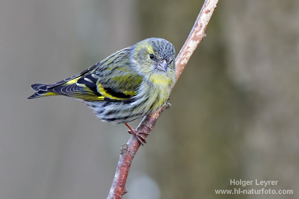 Carduelis_spinus_0025.jpg