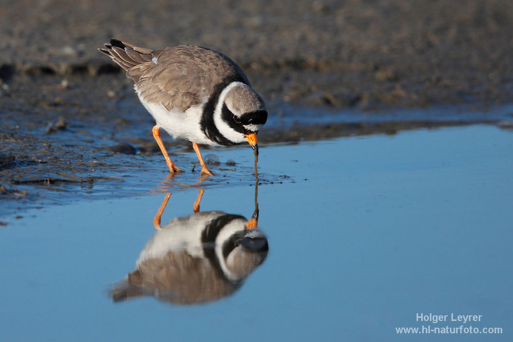 Charadrius_hiaticula_0055.jpg