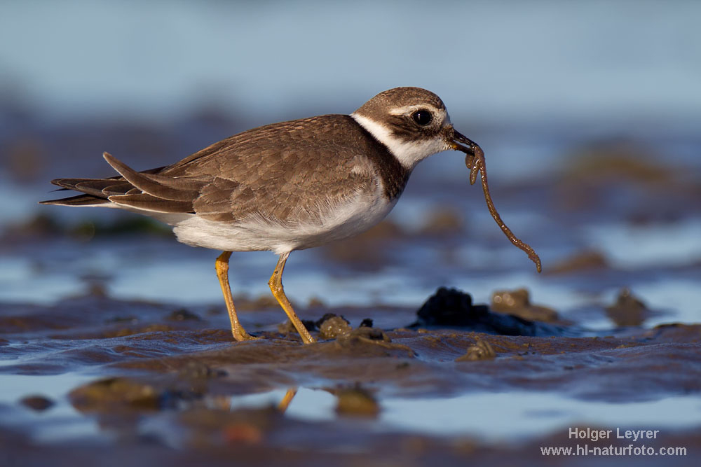 Charadrius_hiaticula_0253.jpg