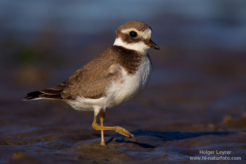 Charadrius_hiaticula_0287.jpg