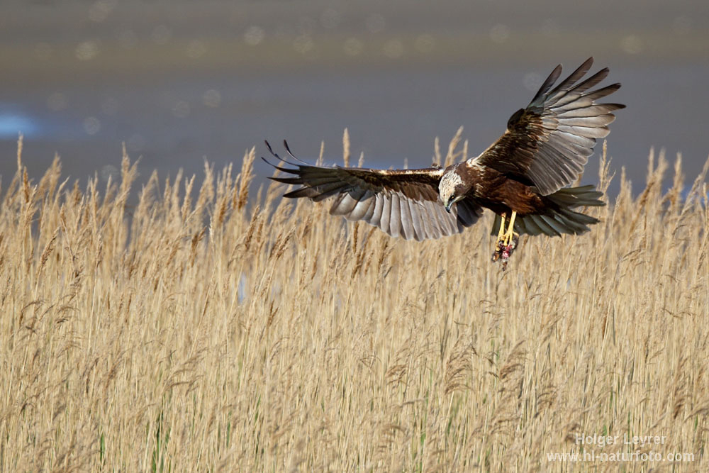 Circus_aeruginosus_0209.jpg