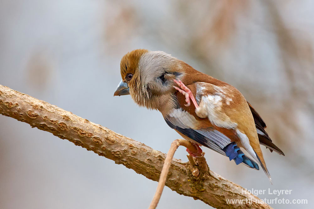 Coccothraustes_coccothraustes_0049.jpg