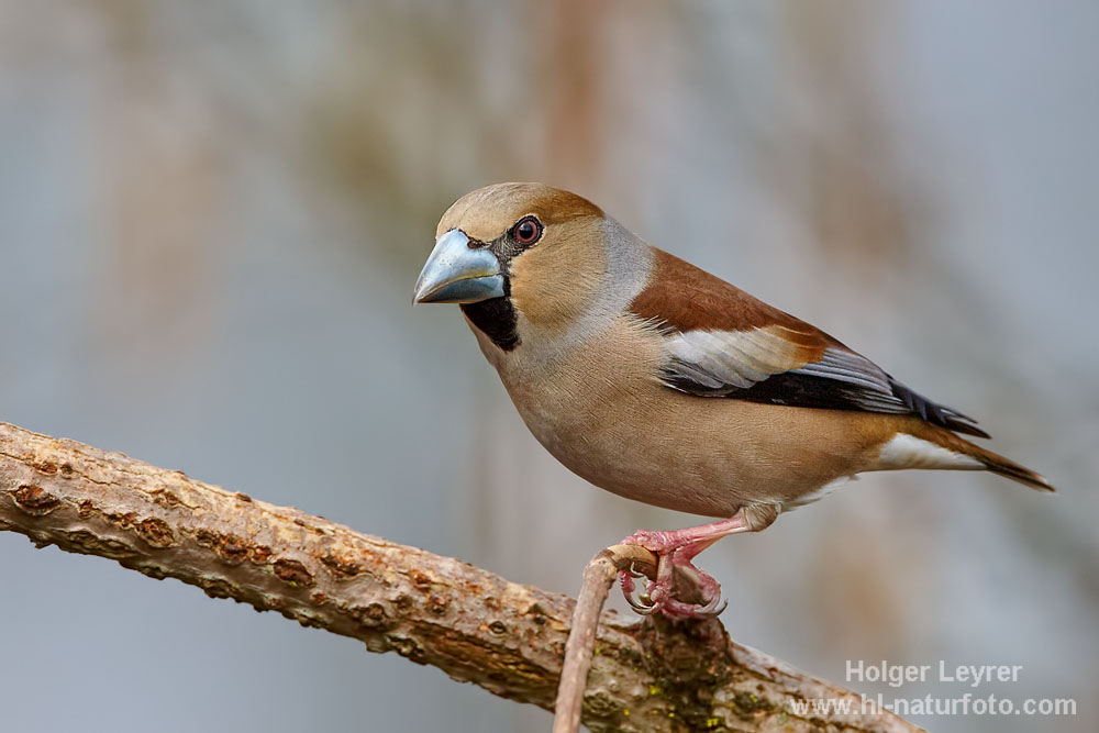 Coccothraustes_coccothraustes_0091.jpg