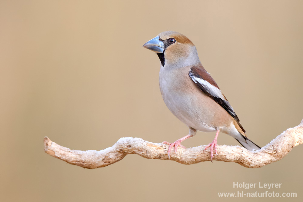 Coccothraustes_coccothraustes_0209.jpg