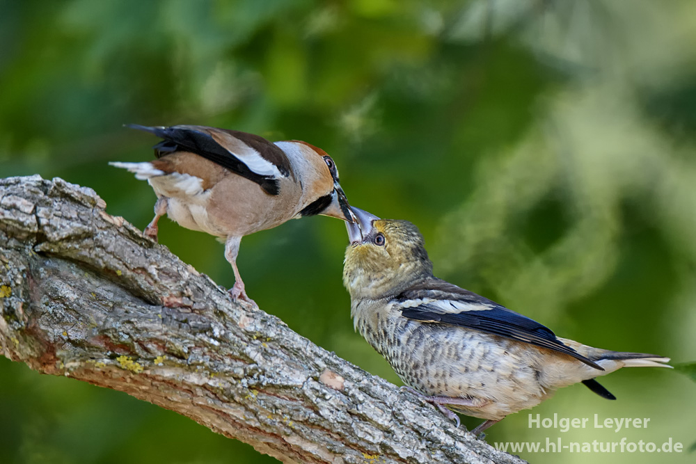 Coccothraustes_coccothraustes_0233.jpg