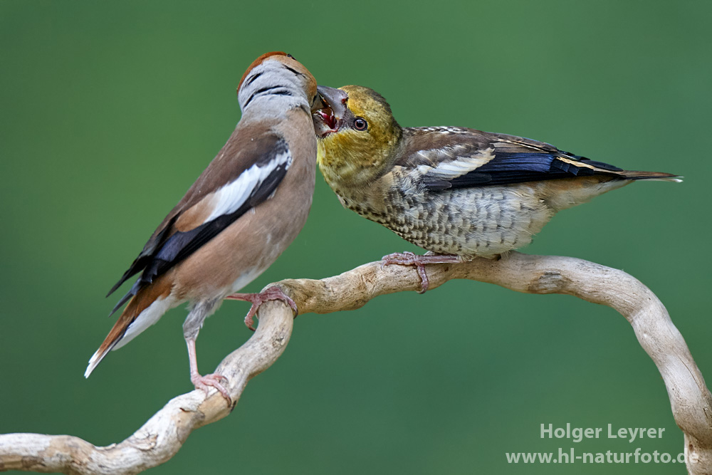 Coccothraustes_coccothraustes_0243.jpg