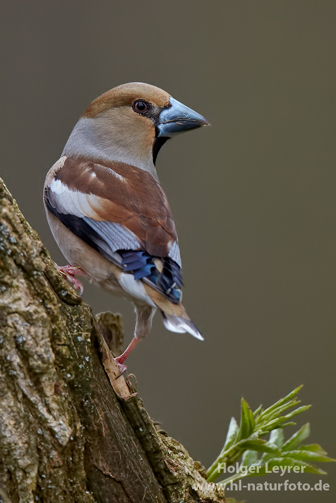 Coccothraustes_coccothraustes_0340.jpg