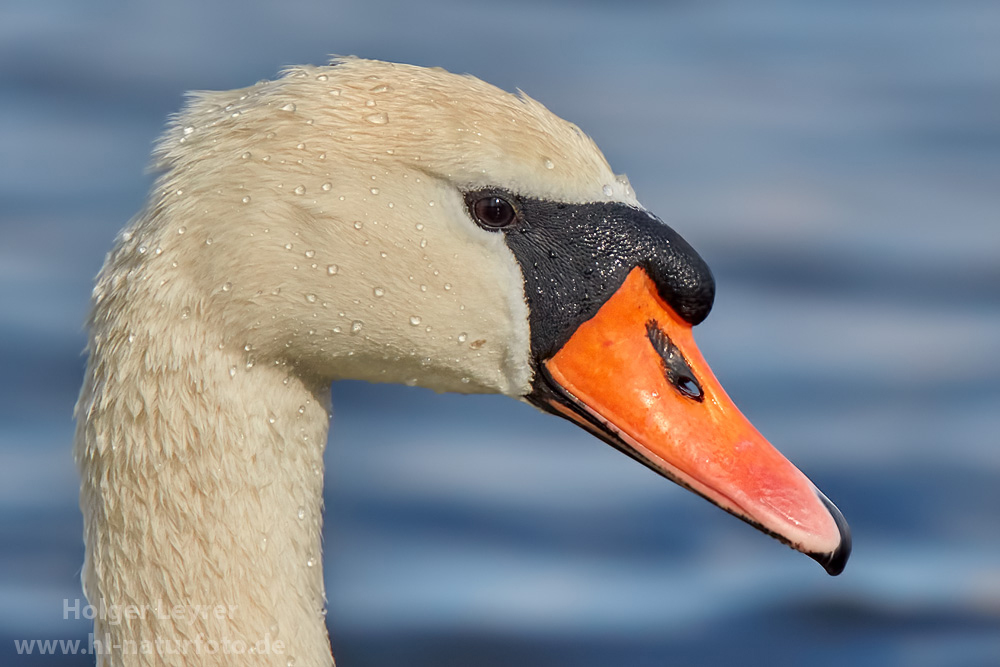 Cygnus_olor_0367.jpg