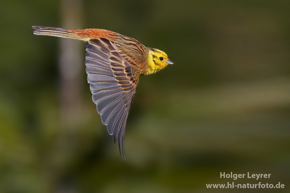 Emberiza_citrinella_0125.jpg