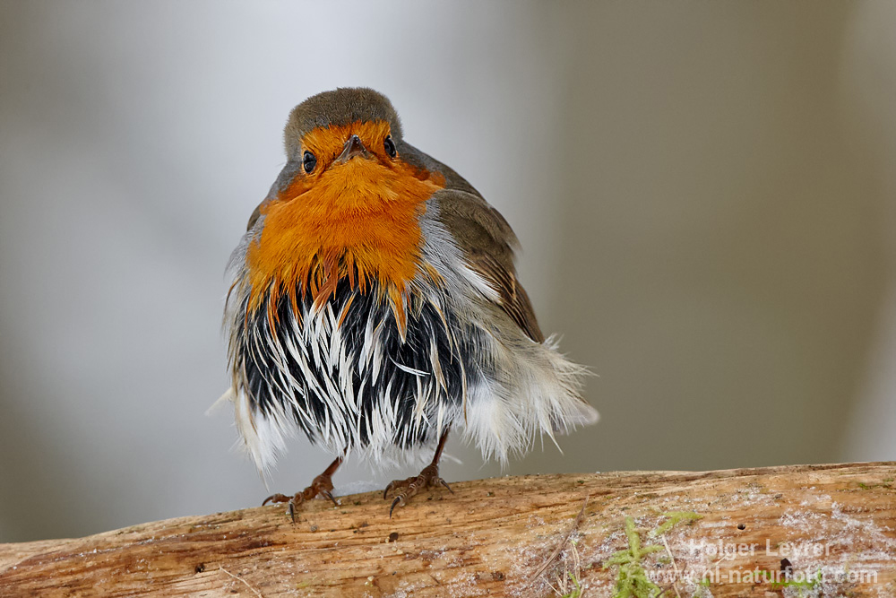 Erithacus_rubecula_0208.jpg