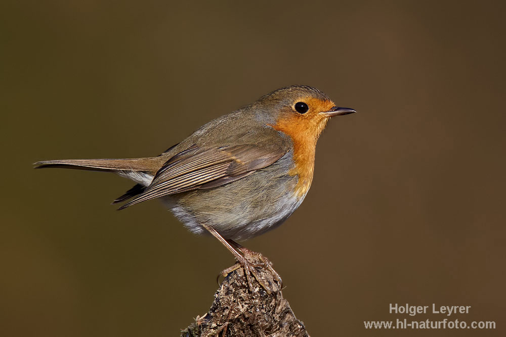 Erithacus_rubecula_0266.jpg