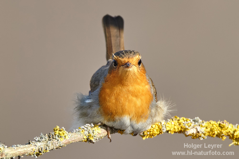 Erithacus_rubecula_0291.jpg