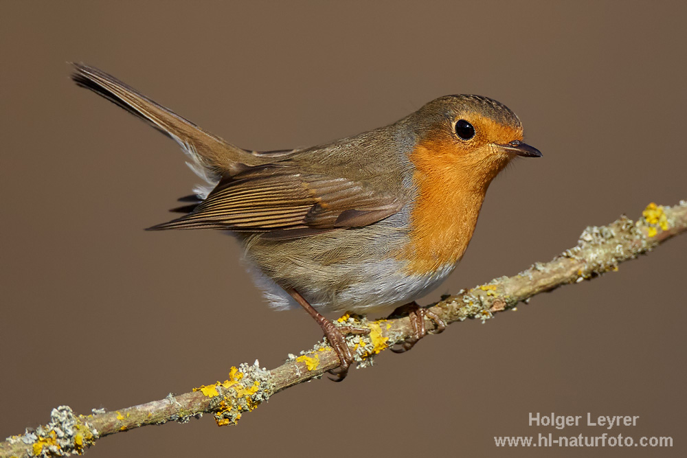 Erithacus_rubecula_0304.jpg