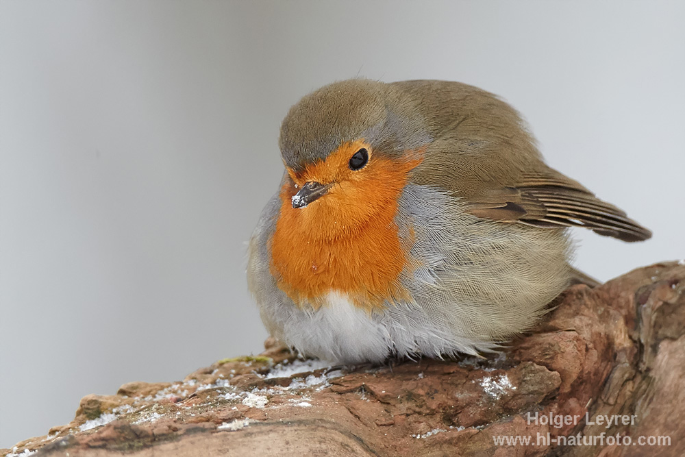 Erithacus_rubecula_0332.jpg