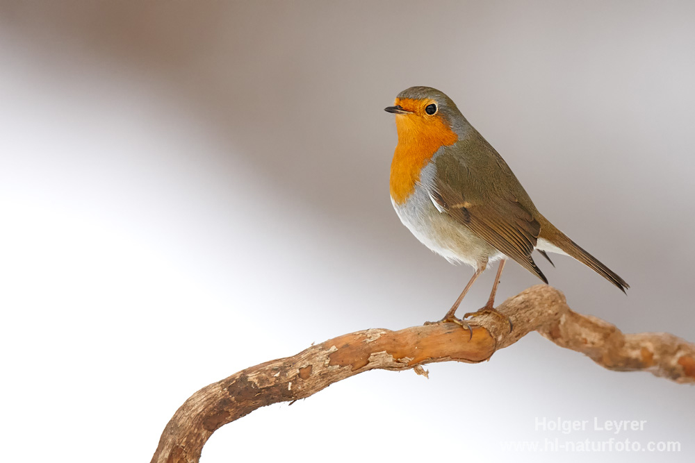 Erithacus_rubecula_0336.jpg