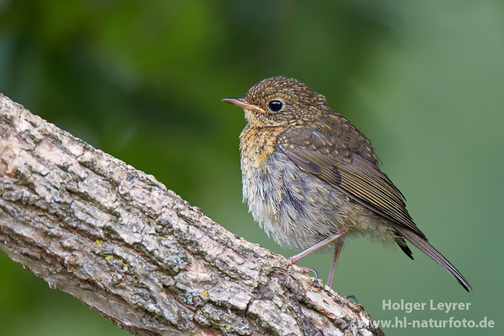 Erithacus_rubecula_0350.jpg