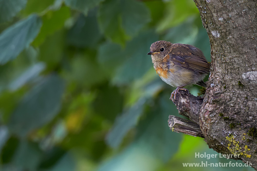 Erithacus_rubecula_0351.jpg