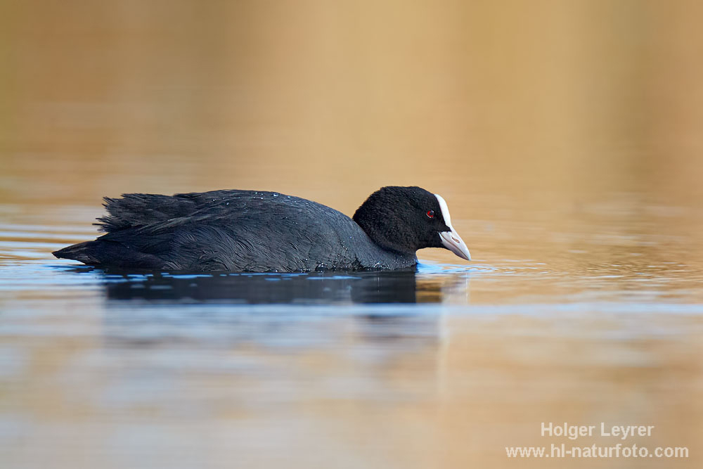 Fulica_atra_0307.jpg