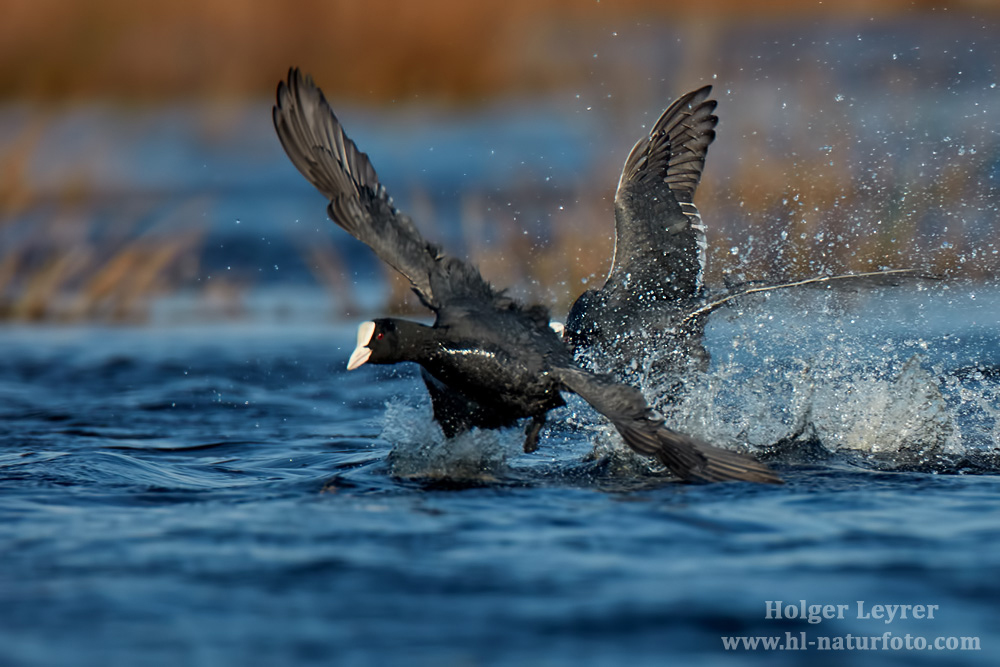 Fulica_atra_0319.jpg