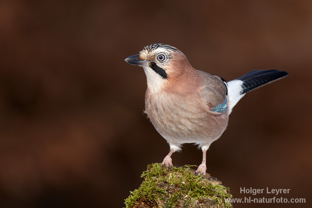 Garrulus_glandarius_0350.jpg