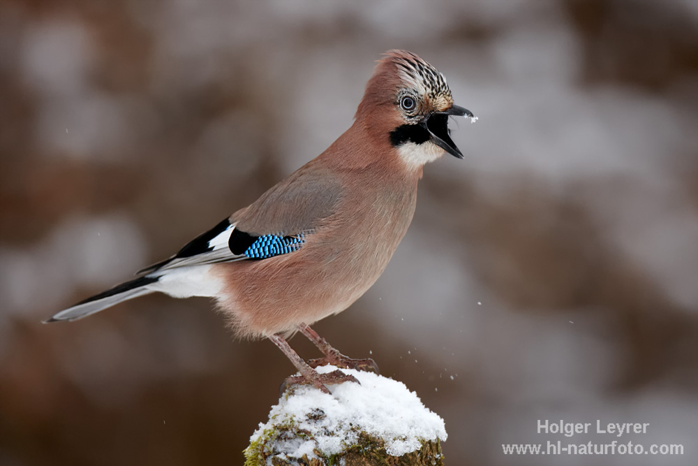 Garrulus_glandarius_0364.jpg