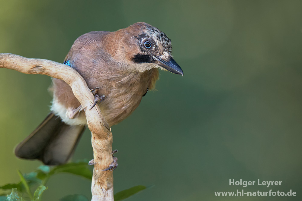 Garrulus_glandarius_0376.jpg