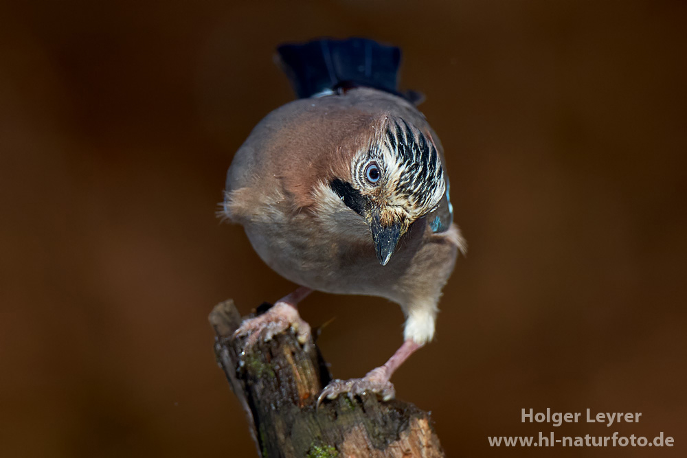 Garrulus_glandarius_0380.jpg